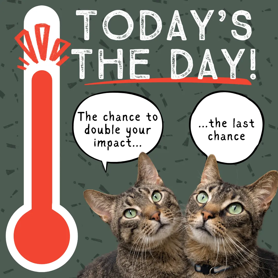RC and Quill, cats available for adoption at CCHS. The text reads 'Double your impact, Double the love'